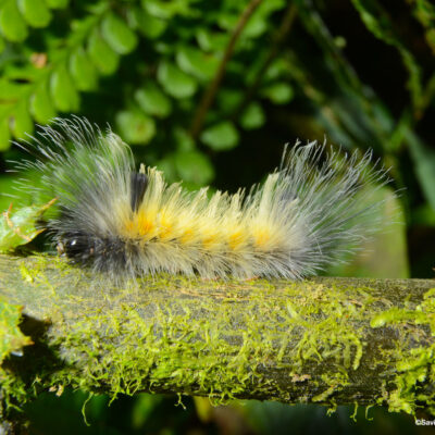 A Very Hairy Catepillar