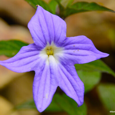 Purple flower in the cloud forest